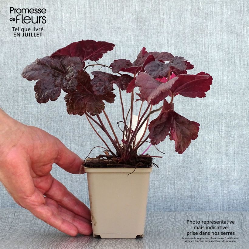Amostra de Heucherella Onyx Vaso de 8/9 cm tal como entregue no verão