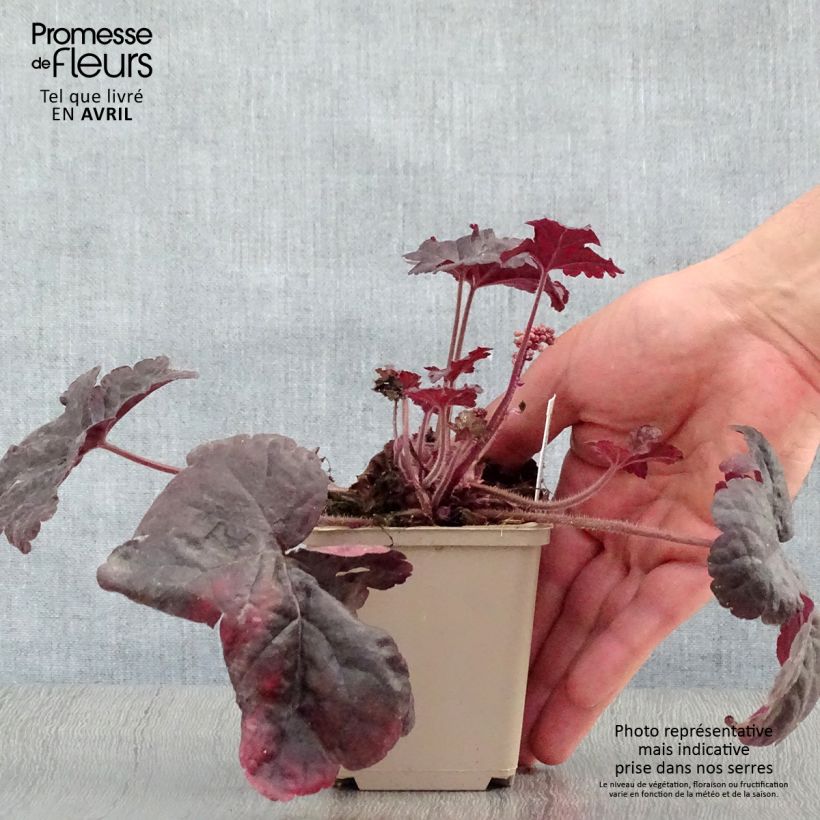 Amostra de Heucherella Onyx Vaso de 8/9 cm tal como entregue na primavera