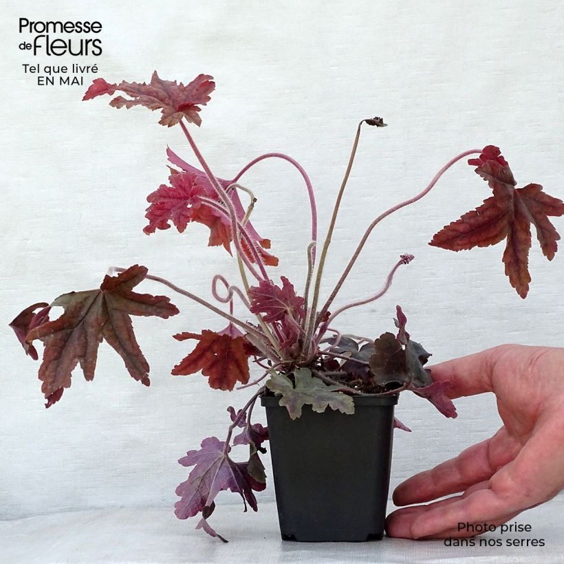 Amostra de Heucherella Red Rover Vaso de 8/9 cm tal como entregue na primavera