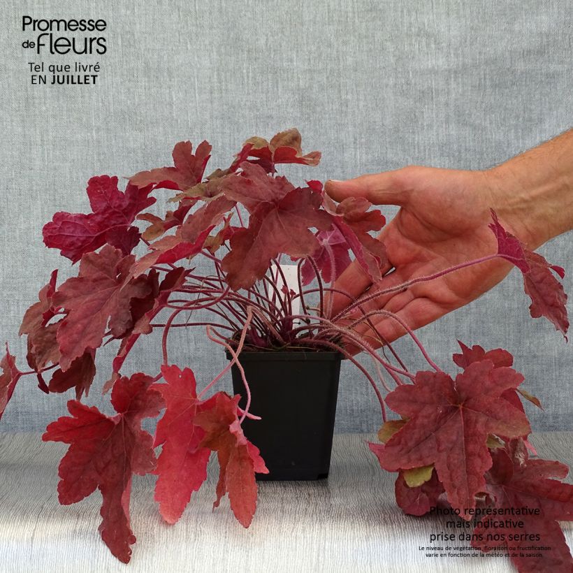 Amostra de Heucherella Red Rover Vaso de 8/9 cm tal como entregue no verão