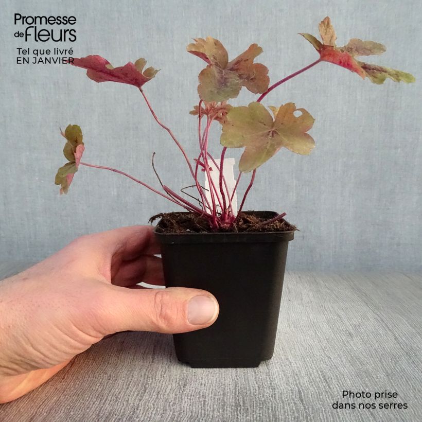 Amostra de Heucherella Red Rover Vaso de 8/9 cm tal como entregue no inverno