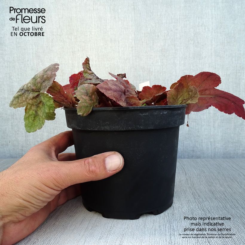 Amostra de Heucherella Redstone Falls Vaso de 2 L/3 L tal como entregue no outono