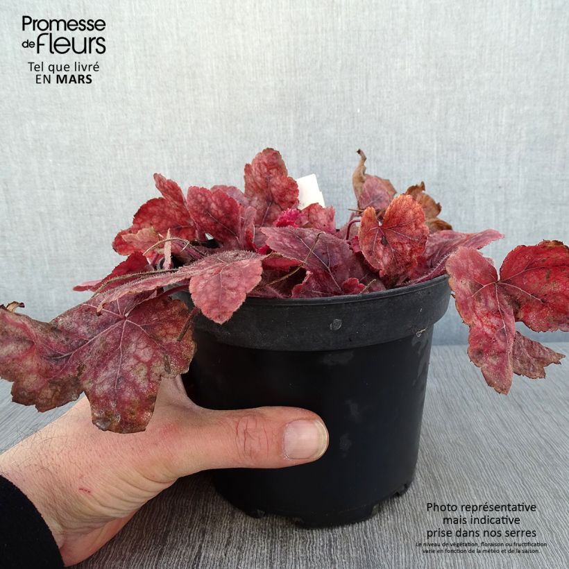 Amostra de Heucherella Redstone Fall Vaso de 2 L/3 L tal como entregue no inverno