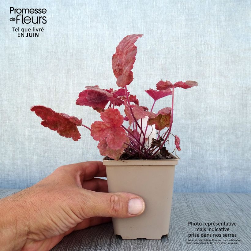Amostra de Heucherella Redstone Falls Vaso de 8/9 cm tal como entregue no verão
