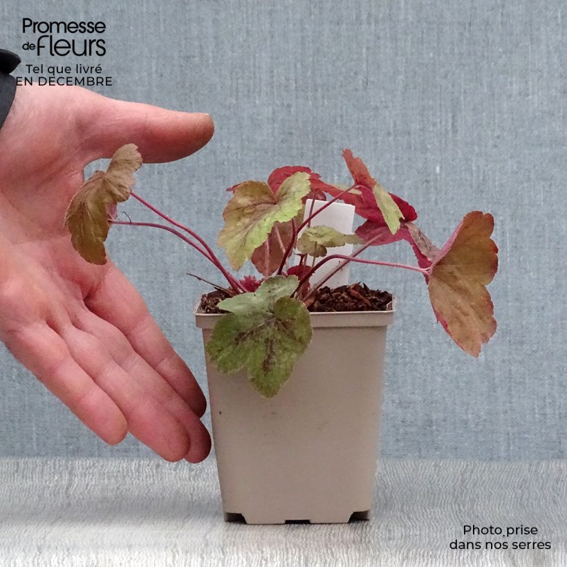 Amostra de Heucherella Redstone Fall Vaso de 8/9 cm tal como entregue no inverno