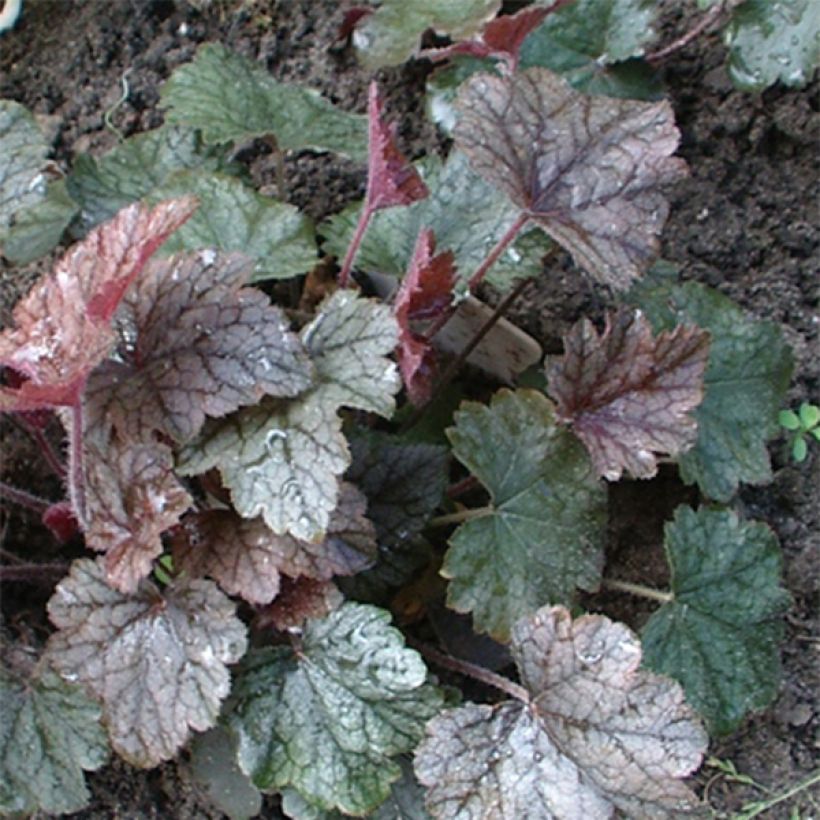 Heucherella Silver Streak (Folhagem)