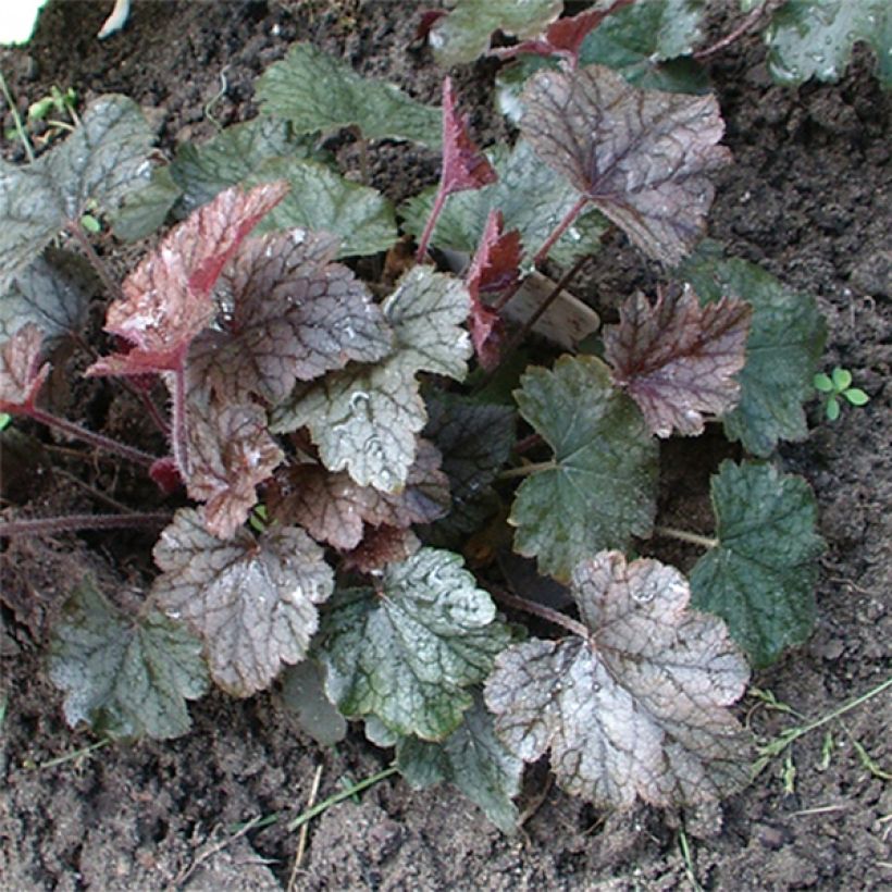 Heucherella Silver Streak (Hábito)