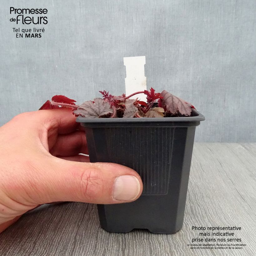 Amostra de Heucherella Silver Streak Vaso de 8/9 cm tal como entregue na primavera