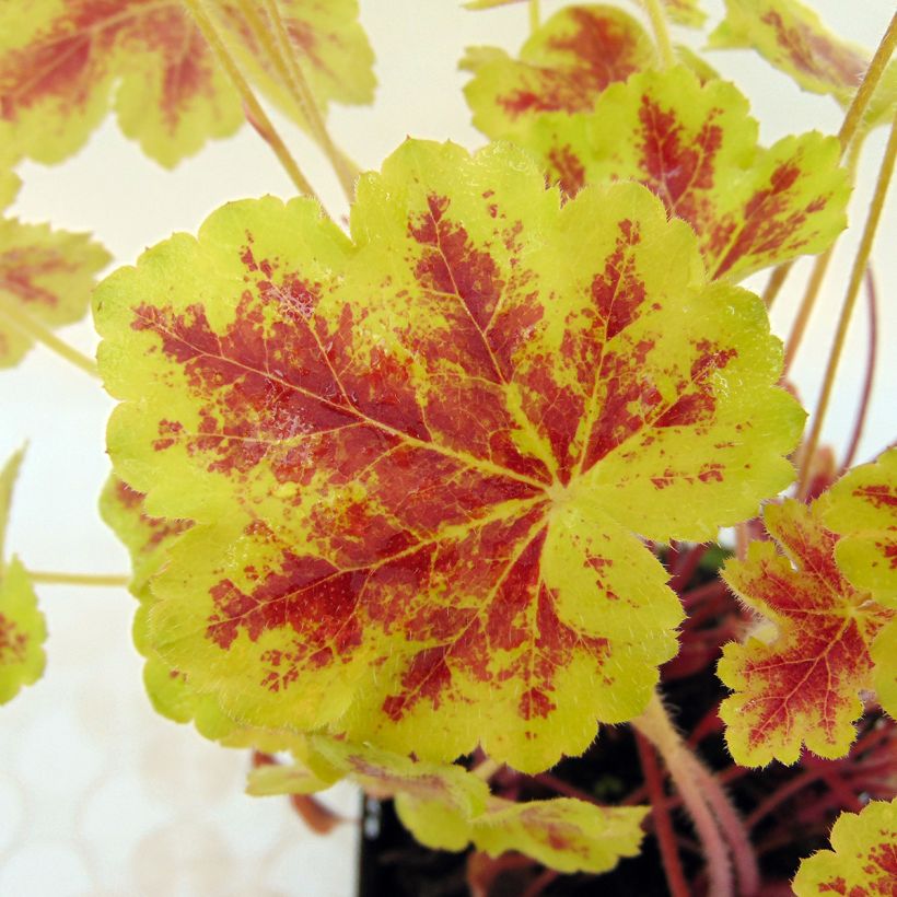 Heucherella Solar Eclipse (Folhagem)