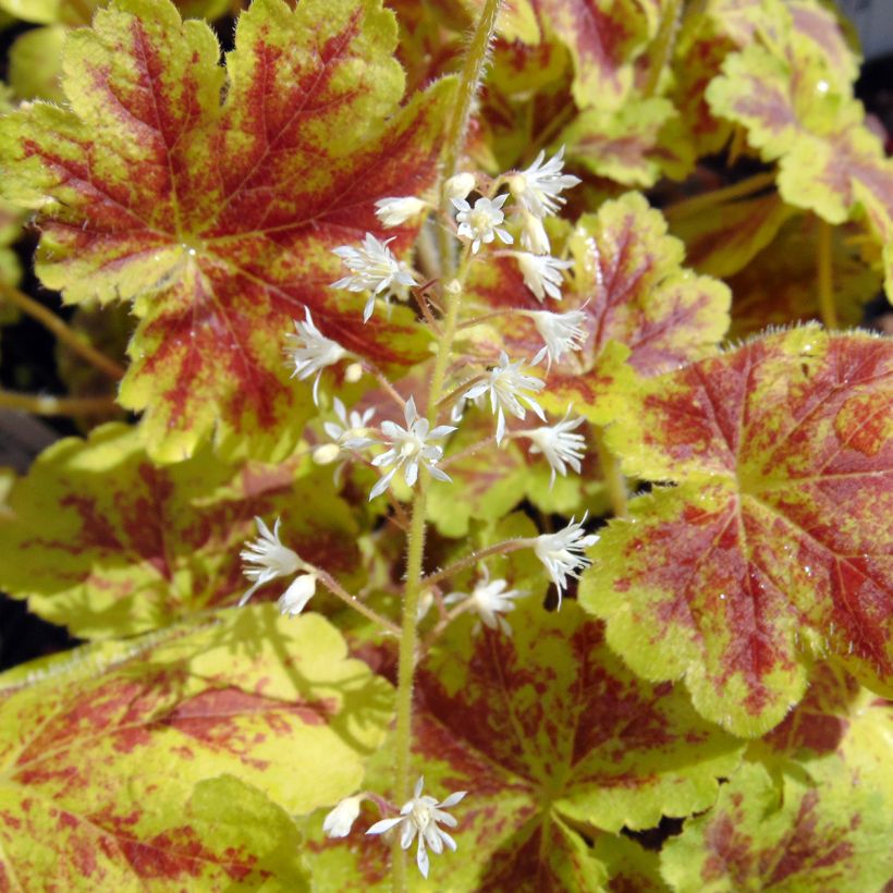 Heucherella Solar Eclipse (Floração)
