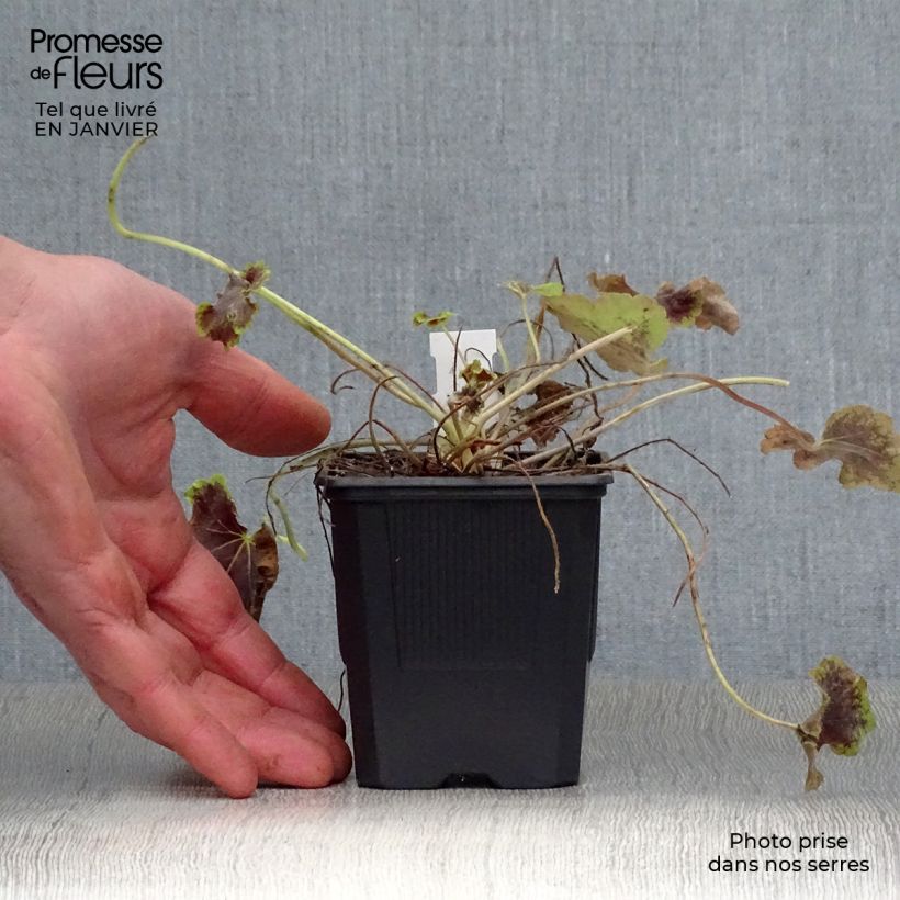 Amostra de Heucherella Solar Eclipse Vaso de 8/9 cm tal como entregue no inverno