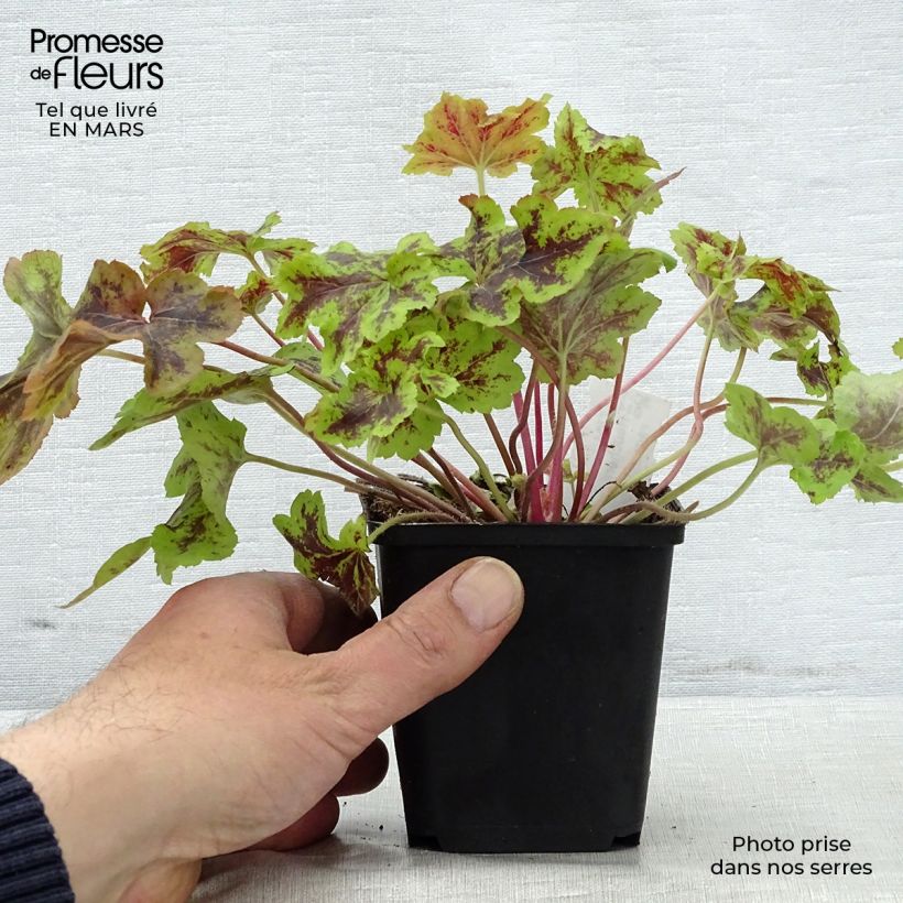 Amostra de Heucherella Solar Power Vaso de 8/9 cm tal como entregue na primavera