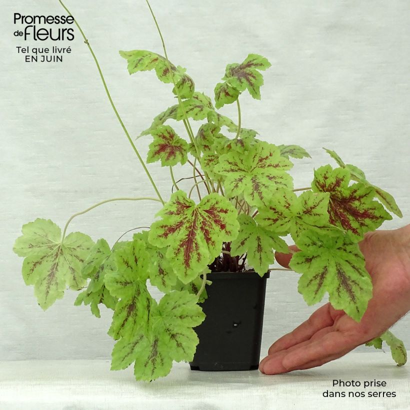 Amostra de Heucherella Solar Power Vaso de 8/9 cm tal como entregue no verão
