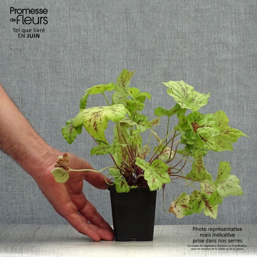 Amostra de Heucherella Stoplight Vaso de 8/9 cm tal como entregue no verão