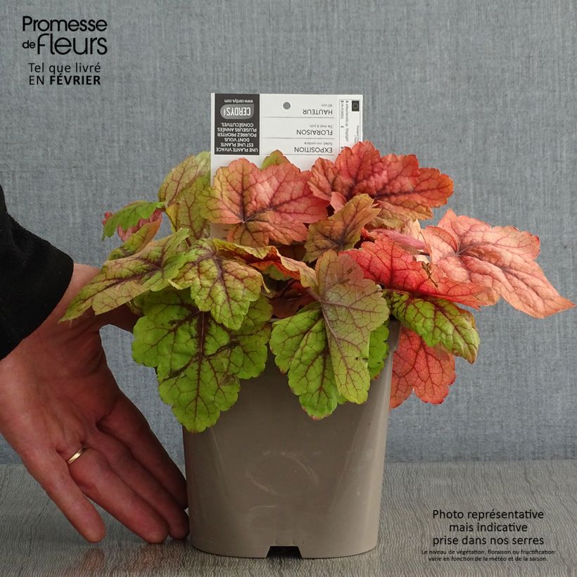 Amostra de Heucherella Stoplight Vaso de 2 L/3 L tal como entregue no inverno