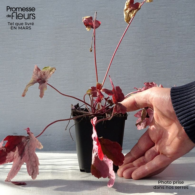 Amostra de Heucherella Sweet Tea Vaso de 8/9 cm tal como entregue na primavera