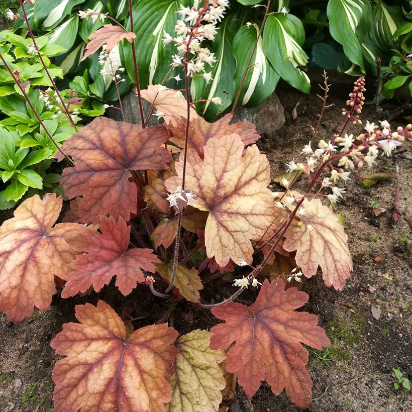Heucherella Sweet Tea (Hábito)