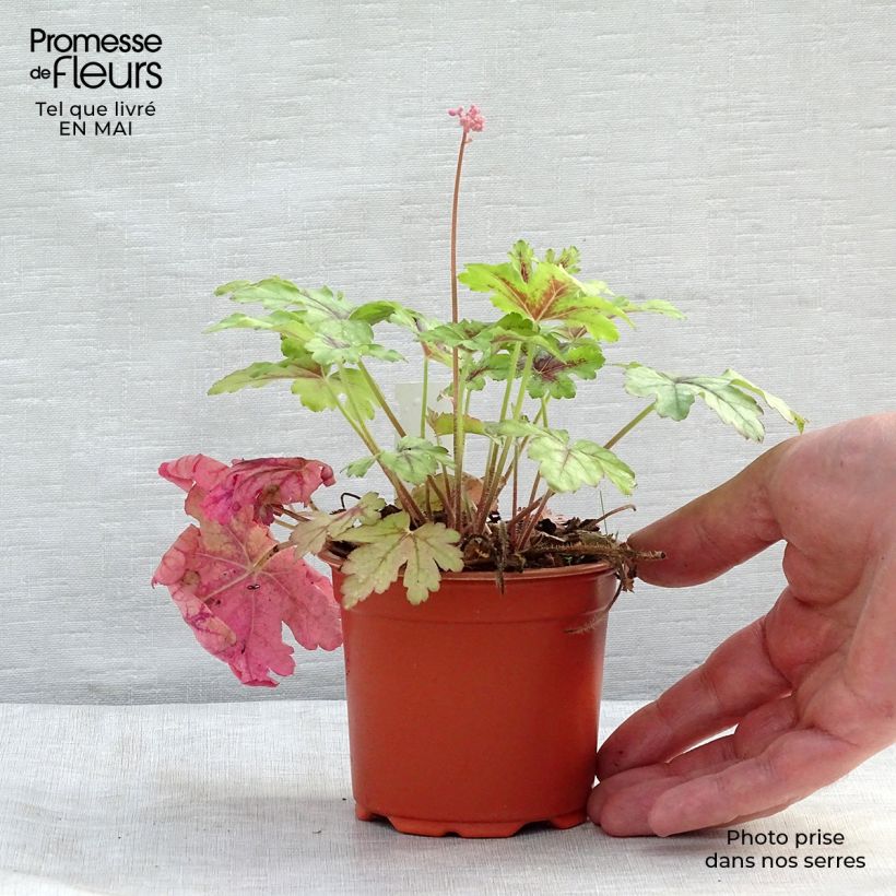 Amostra de Heucherella Tapestry Vaso de 8/9 cm tal como entregue na primavera