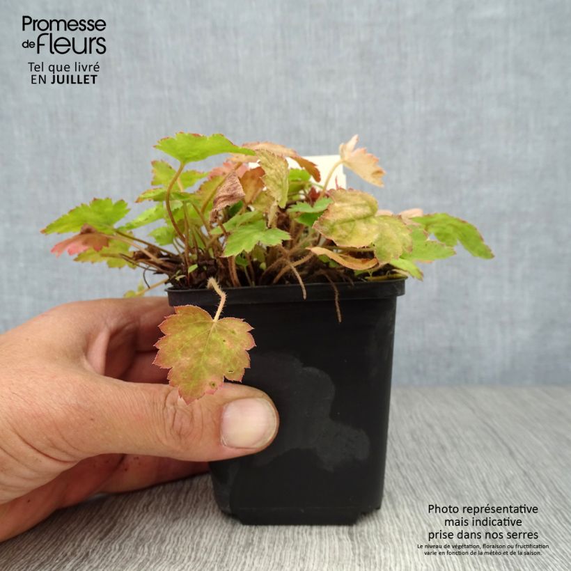 Amostra de Heucherella alba Bridget Bloom Vaso de 8/9 cm tal como entregue no verão