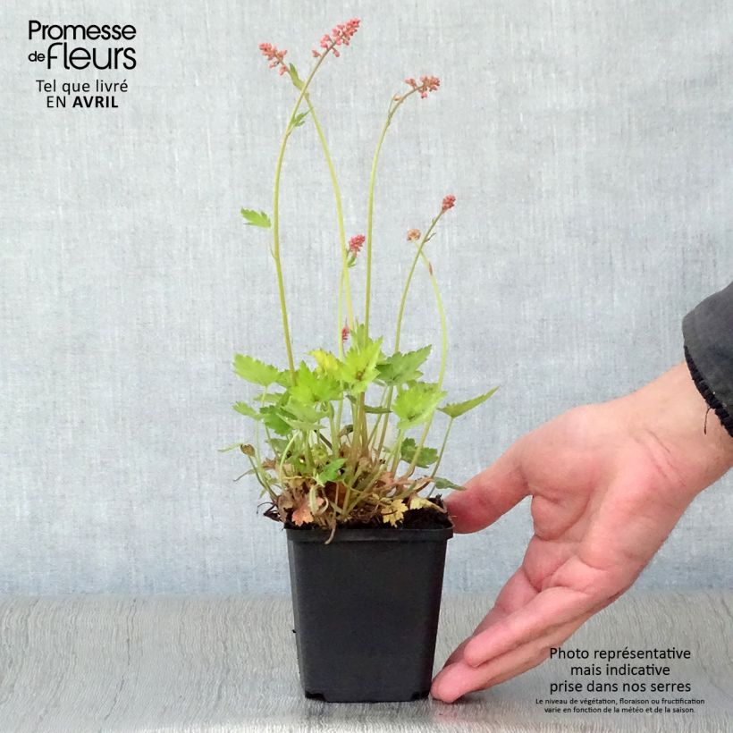 Amostra de Heucherella alba Bridget Bloom Vaso de 8/9 cm tal como entregue na primavera