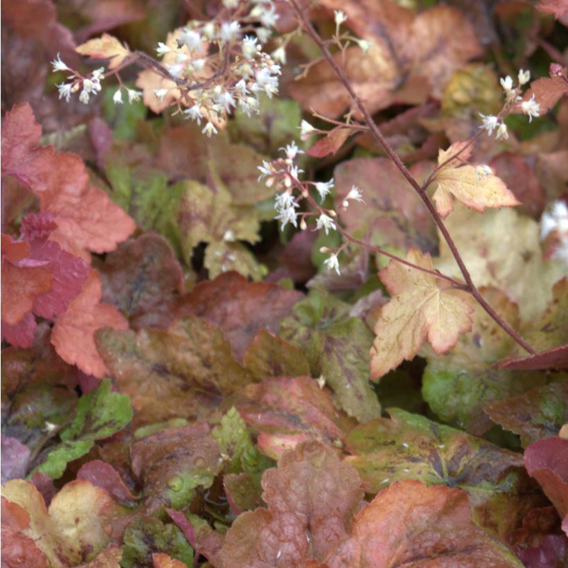 Heucherella Redstone Falls (Floração)