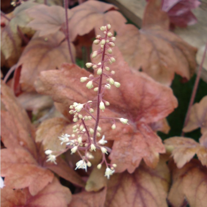 Heucherella Sweet Tea (Floração)