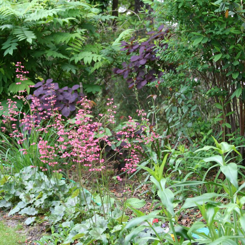 Heucherella tiarelloïdes (Hábito)