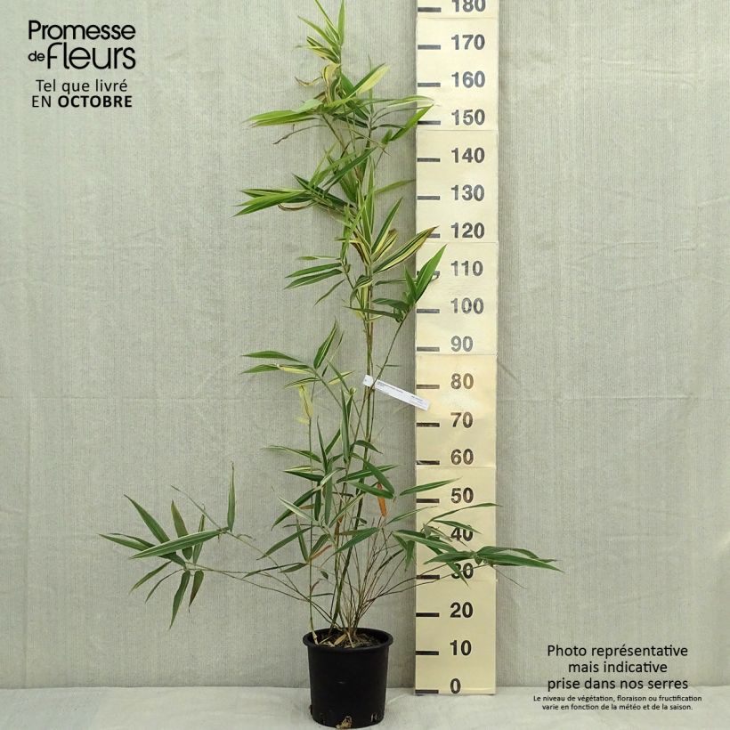 Amostra de Hibanobambusa tranquillans Shiroshima Vaso de 4 L/5 L tal como entregue no outono