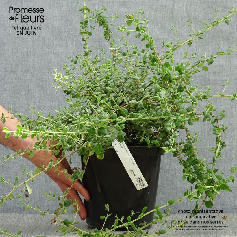 Amostra de Hibbertia aspera Vaso de 4 L/5 L tal como entregue no verão
