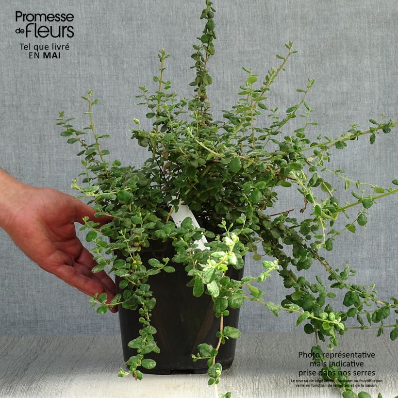 Amostra de Hibbertia aspera Vaso de 4 L/5 L tal como entregue na primavera