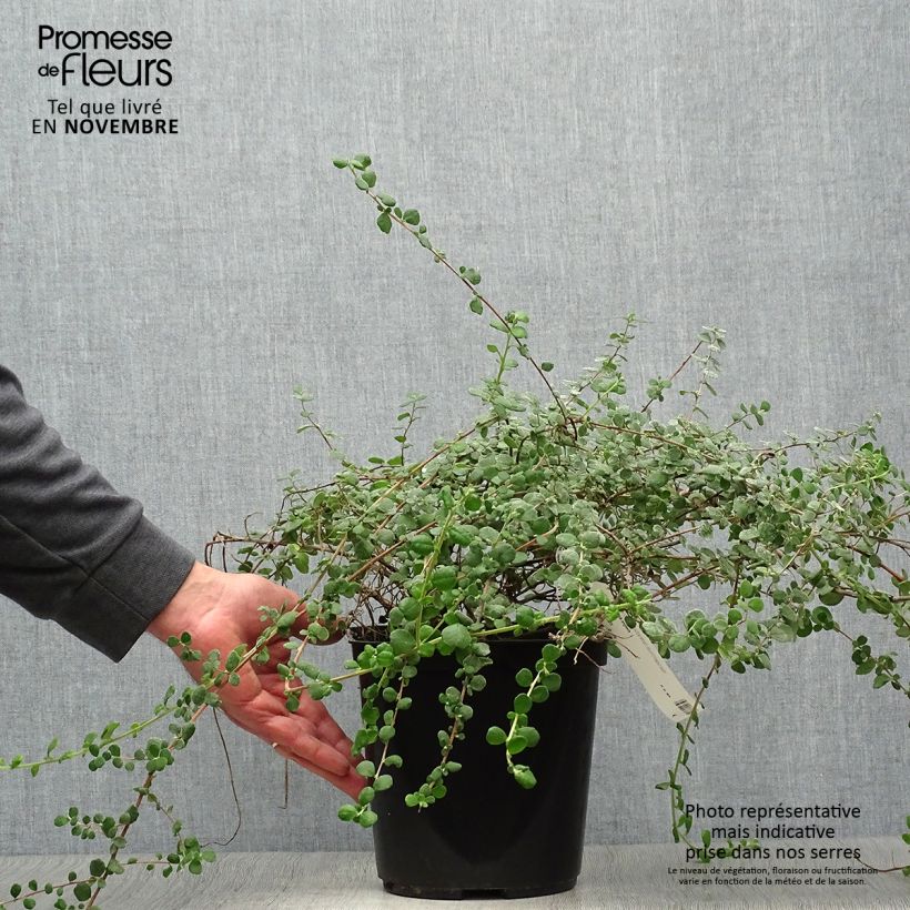 Amostra de Hibbertia aspera Vaso de 4 L/5 L tal como entregue no outono
