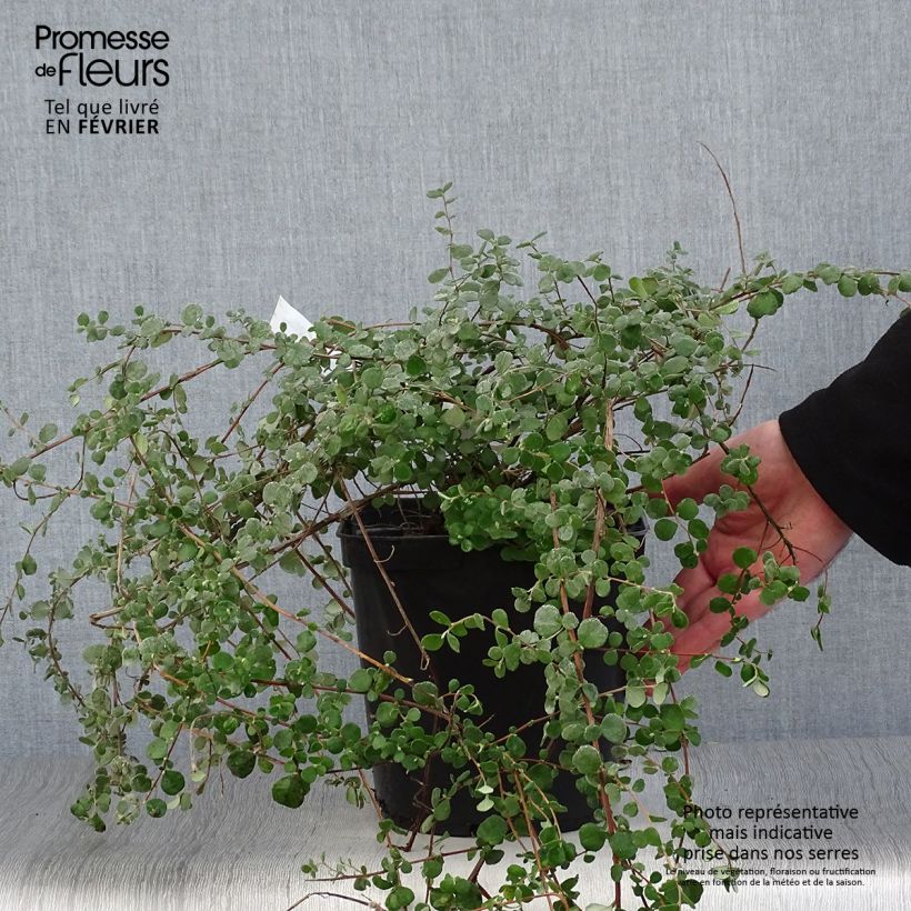 Amostra de Hibbertia aspera - Fleur de Guinée Vaso de 4 L/5 L tal como entregue no inverno