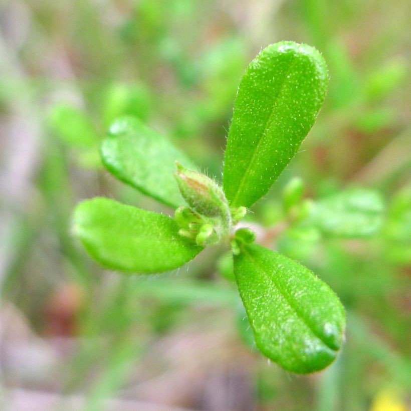 Hibbertia aspera (Folhagem)