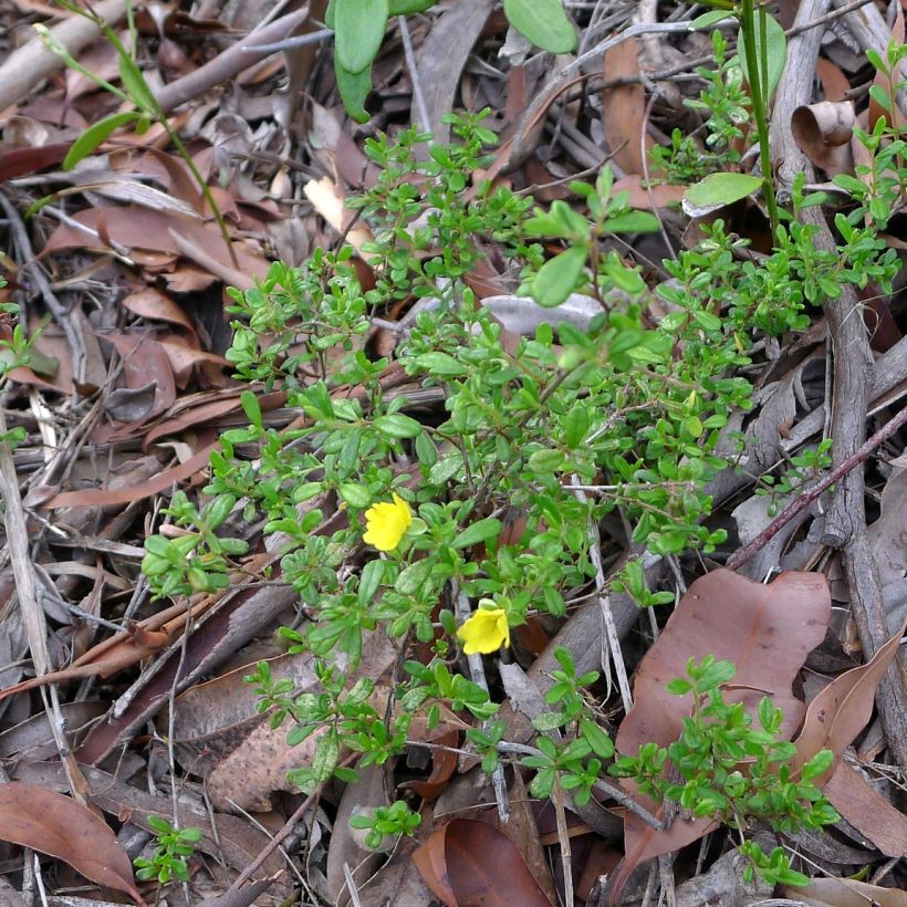 Hibbertia aspera (Hábito)
