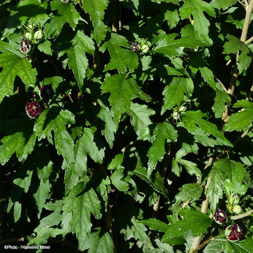 Hibisco-da-síria French Cabaret Purple - Hibiscus syriacus (Folhagem)