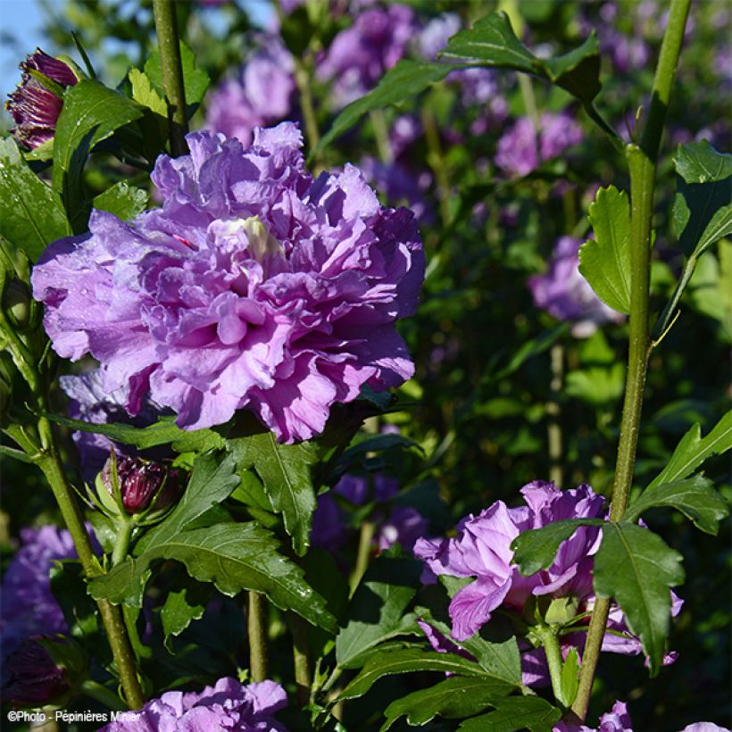 Hibisco-da-síria French Cabaret Purple - Hibiscus syriacus (Floração)
