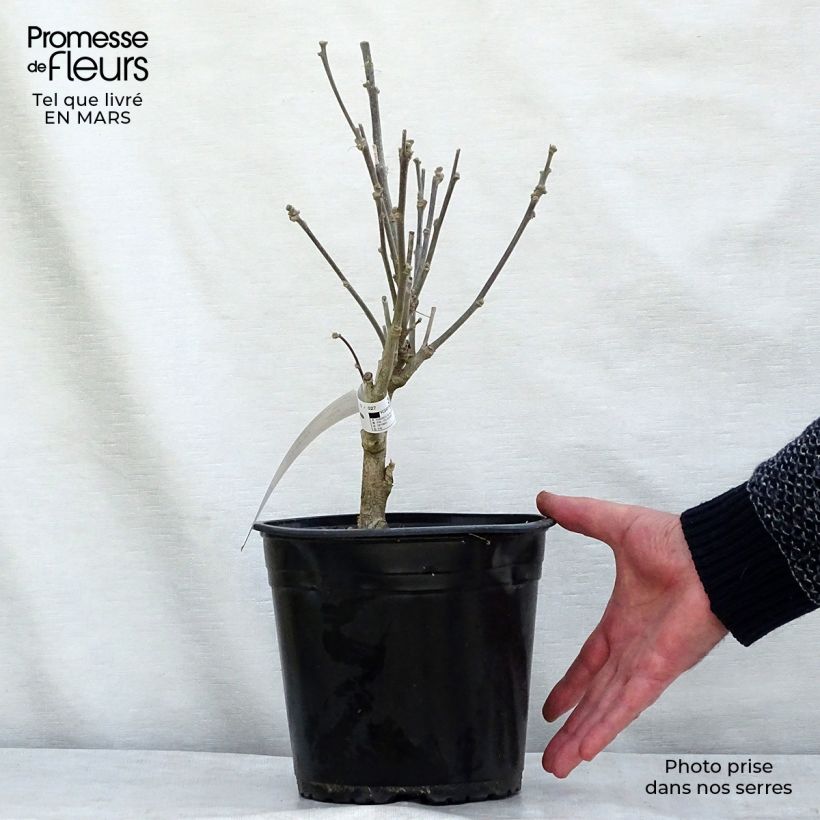 Amostra de Hibiscus French Cabaret Purple - Althéa double violette Vaso de 3 L/4 L tal como entregue no inverno