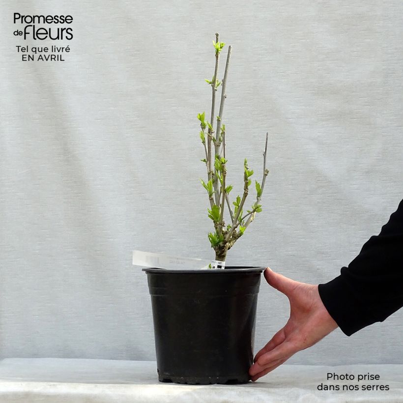 Amostra de Hibisco-da-síria French Cabaret Purple - Hibiscus syriacus Vaso de 3 L/4 L tal como entregue na primavera