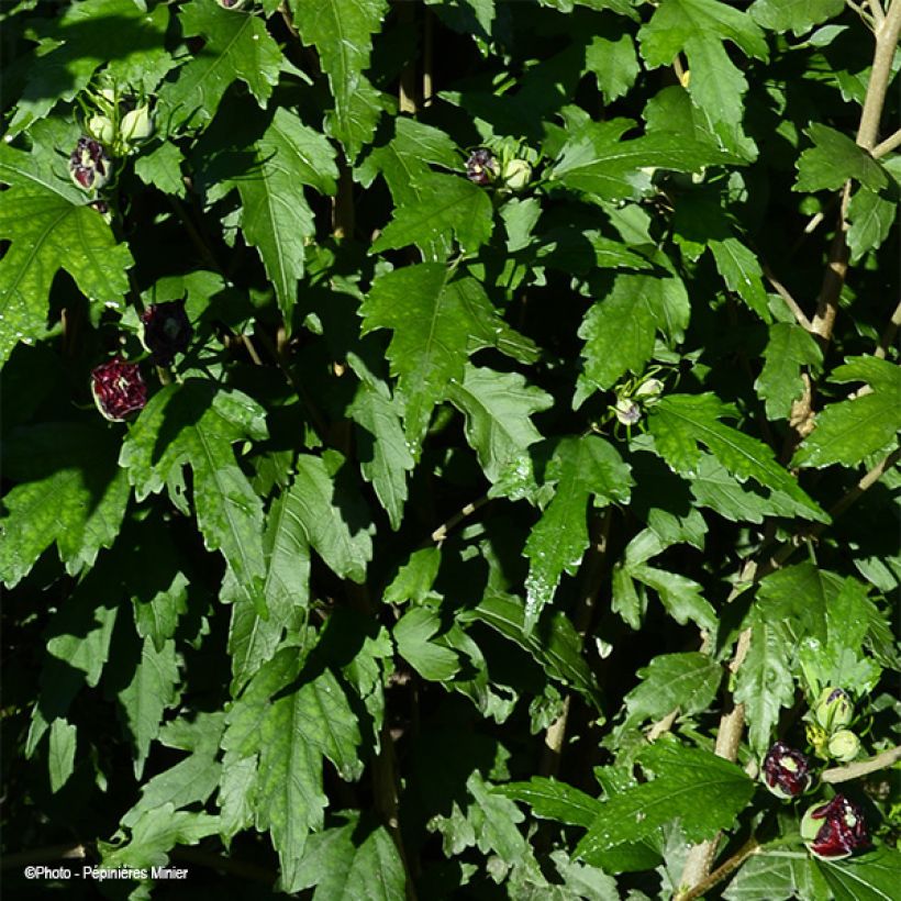 Hibisco-da-síria French Cabaret Red - Hibiscus syriacus (Folhagem)