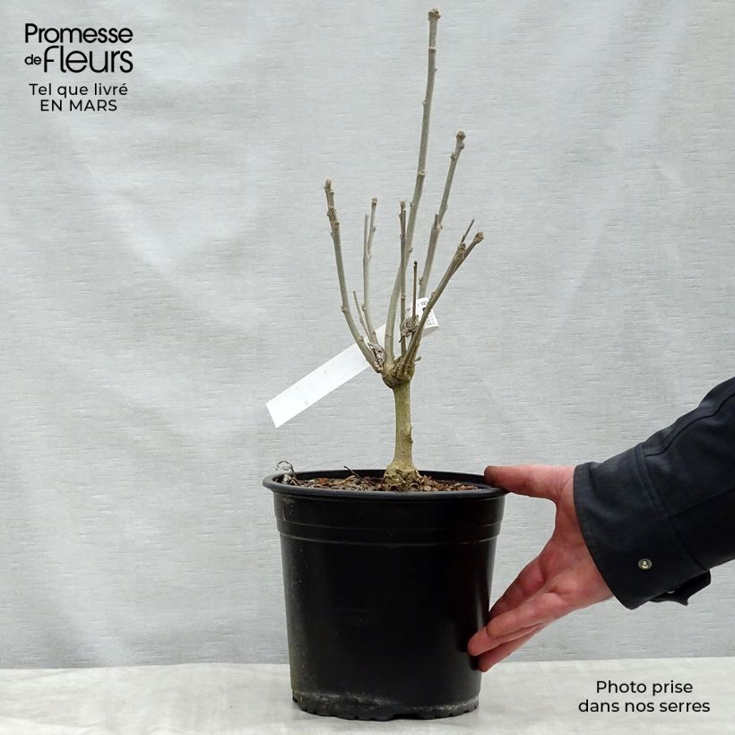 Amostra de Hibisco-da-síria French Cabaret Red - Hibiscus syriacus Vaso de 3 L/4 L tal como entregue na primavera