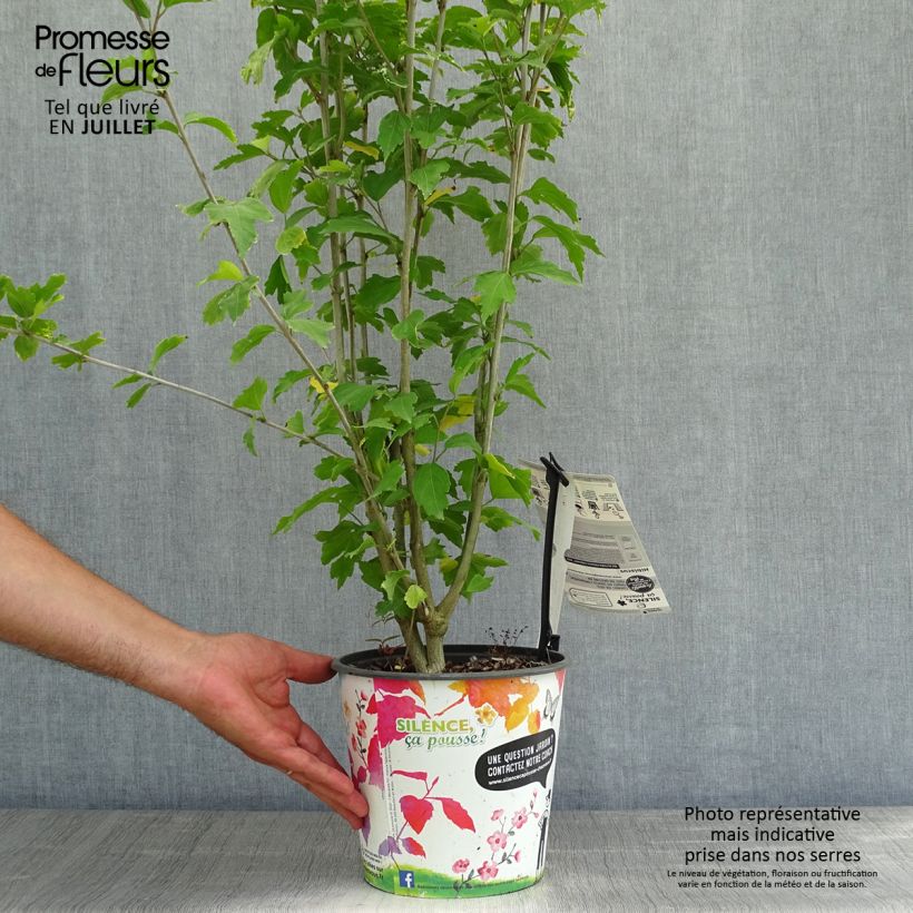 Amostra de Hibisco-da-síria French Cabaret Red - Hibiscus syriacus Vaso de 3 L/4 L tal como entregue no verão