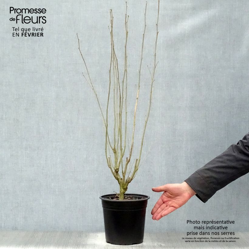 Amostra de Hibisco-da-síria French Cabaret Red - Hibiscus syriacus Vaso de 3 L/4 L tal como entregue no inverno