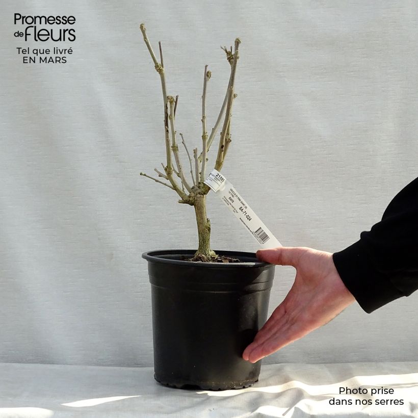 Amostra de Hibisco-da-síria Pink Giant - Hibiscus syriacus Vaso de 4 L/5 L tal como entregue na primavera