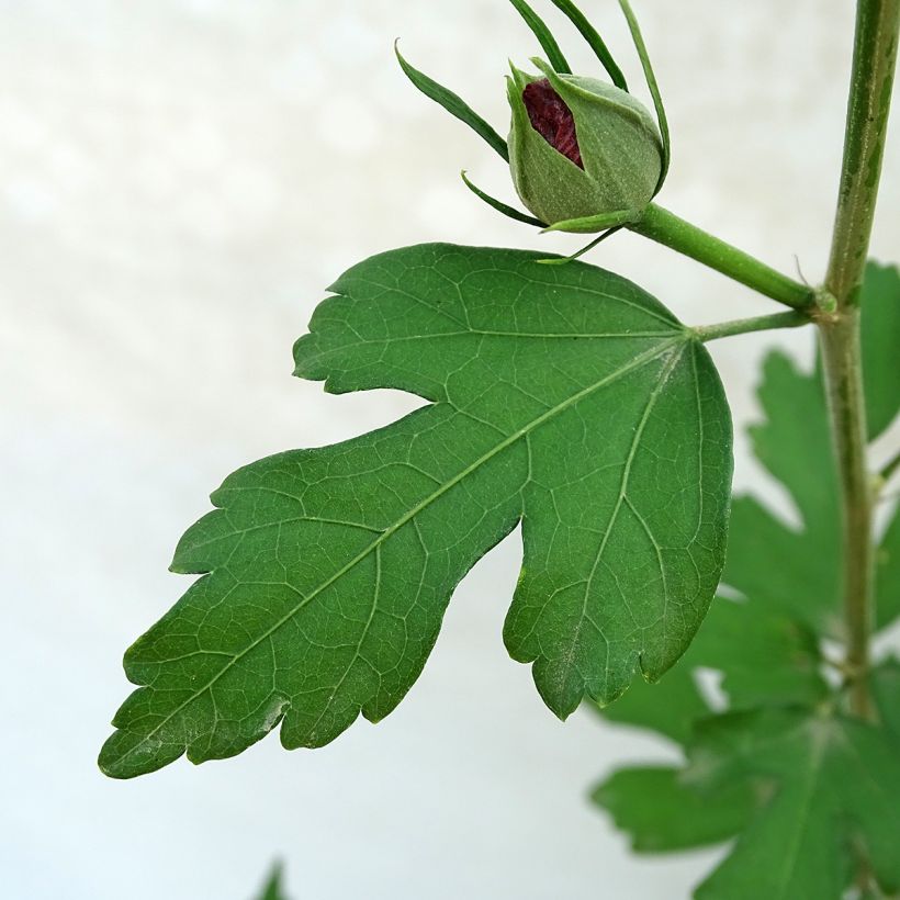 Hibisco-da-síria Pink Giant - Hibiscus syriacus (Folhagem)