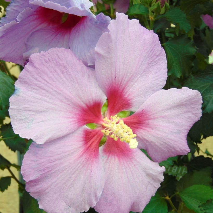Hibiscus Rose Moon (Floração)