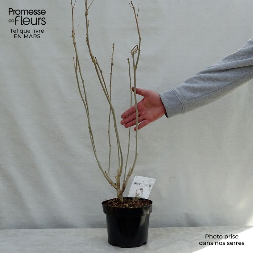 Amostra de Hibiscus Rose Moon Vaso de 3 L/4 L tal como entregue na primavera