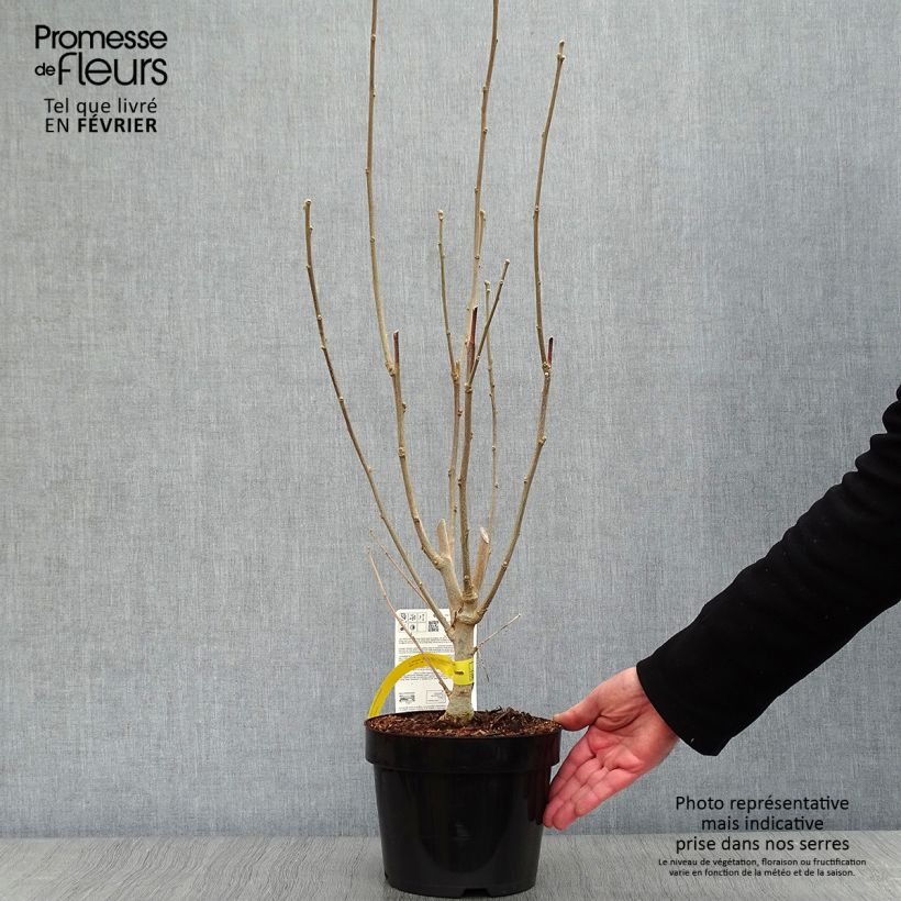 Amostra de Hibiscus Rose Moon - Althéa rose à coeur rouge Vaso de 3 L/4 L tal como entregue no inverno