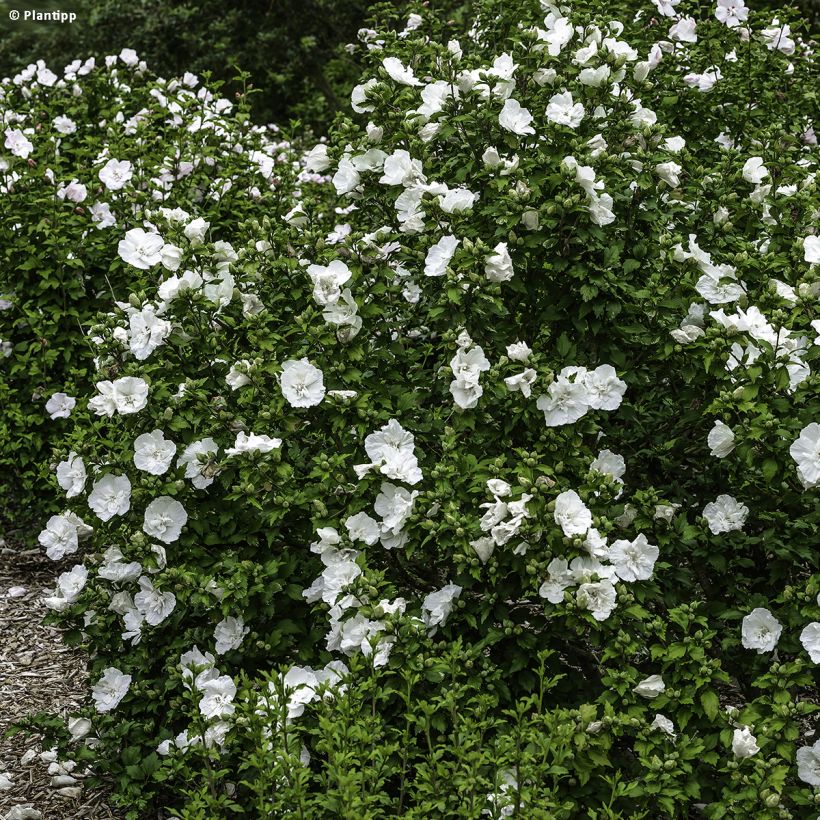Hibisco-da-síria White Chiffon - Hibiscus syriacus (Hábito)
