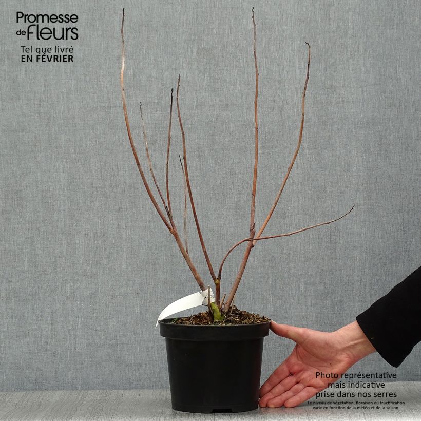 Amostra de Hibiscus coccineus - Ketmie écarlate - Étoile du Texas. Vaso de 4 L/5 L tal como entregue no inverno