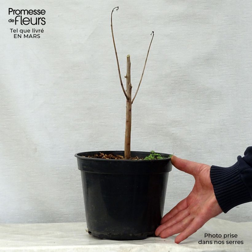 Amostra de Hibiscus coccineus - Hibisco-escarlate Vaso de 4 L/5 L tal como entregue na primavera